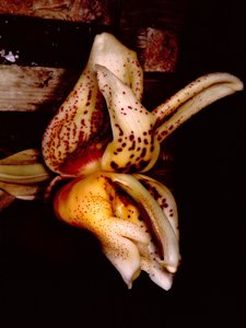 <i>Stanhopea</i> x <i>lewisae</i>