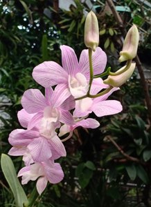 Dendrobium Burana Stripe