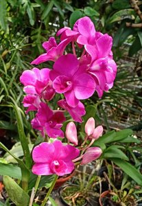 Dendrobium Pompadour