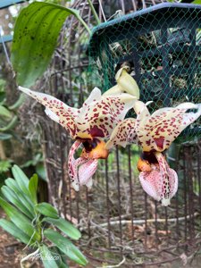 Stanhopea Yolanda Breck