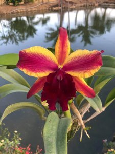 <i>Rhyncholaeliocattleya</i> Fantasy Star