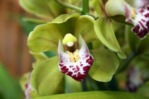 <i>Cymbidium</i> Kings Loch