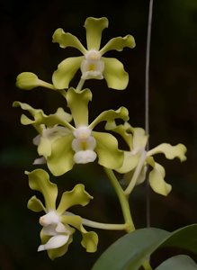 <i>Vandachostylis</i> Thian Sim Fragranca