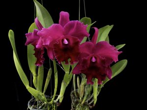 Rhyncattleanthe Guanmiau City