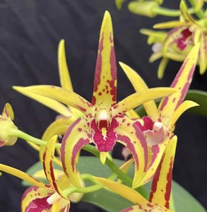 Dendrobium Brimbank Cosmic Parade