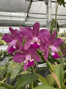 <i>Cattleya</i> Plum Lulu-loddigesii