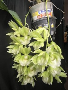 Clowesetum Raymond Lerner