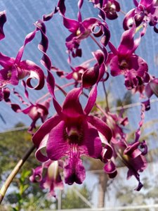 <i>Dendrobium</i> Darmin Nasution-Najib Rosmah
