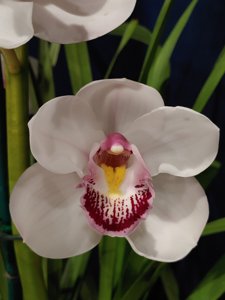 <i>Cymbidium</i> Blushing
