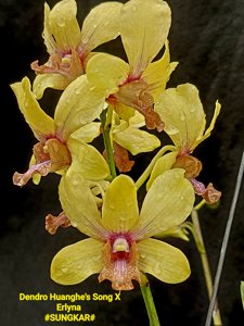 Dendrobium Royal Yellow Star