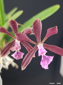 <i>Encyclia</i> Laritza