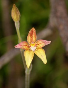Caladenia reptans-flava