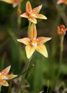 Caladenia reptans-flava