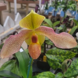 <i>Paphiopedilum</i> Hung Sheng Elf