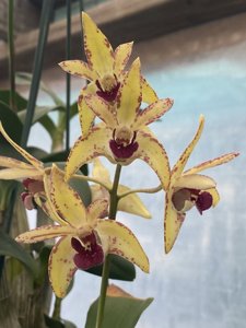 Dendrobium Jazz