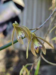 Dendrobium Marlene