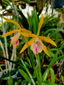 Brassocattleya Golden Glory