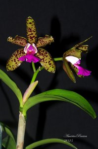 Cattleya Memoria Bleui