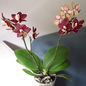 Phalaenopsis Sunrise Red Peoker