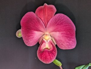 Phragmipedium Apollo