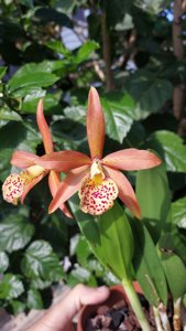 Brassocattleya Edna