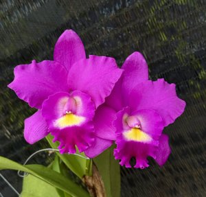 <i>Rhyncholaeliocattleya</i> Young-Min Queen