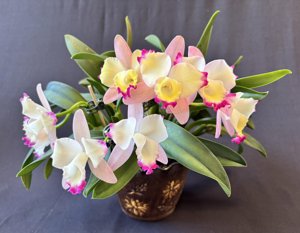 Cattleya Cherry Bee
