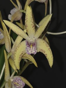 Dendrobium Ray's Dream-Midas Touch