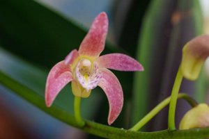 <i>Dendrobium</i> You Beaut-speciosum-speciosum