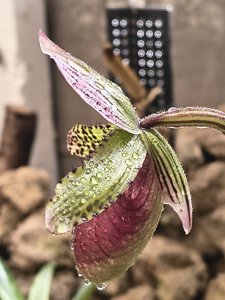 Paphiopedilum Montagnard