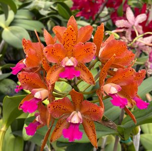 Cattlianthe Jet's Surprise