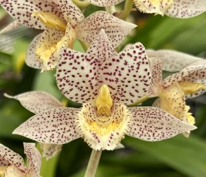 <i>Clowesetum</i> Deb Bodei