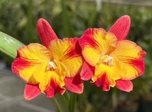 Cattleya Warpaint-Memoria Trudi Marsh