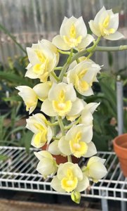 <i>Catasetum</i> Denti Dots