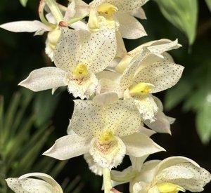 <i>Clowesetum</i> Kool Tiger