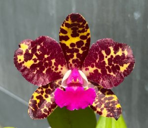 Cattleya Corinne