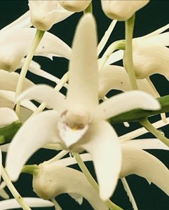 <i>Dendrobium</i> x <i>ruppiosum</i>