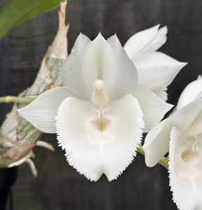 <i>Catasetum</i> pileatum-Chuck Taylor