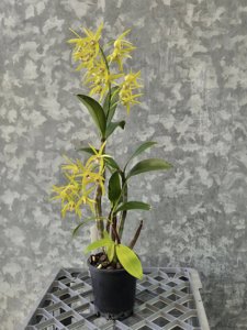 Dendrobium Moondarra-Australian Gold Starburst
