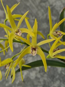 Dendrobium Moondarra-Australian Gold Starburst