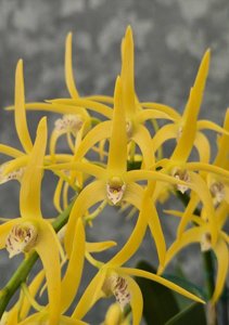 <i>Dendrobium</i> Ruppiosum