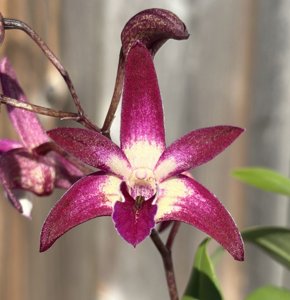 Dendrobium Burgundy Bride-Faye Roshan