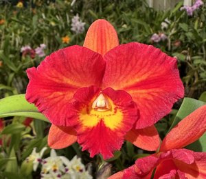 <i>Rhyncholaeliocattleya</i> Ruby Fantasy