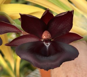 Catamodes Jumbo Bacia-Orchidglade