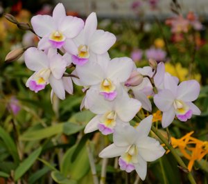 Caulaelia Ann's Snowflake
