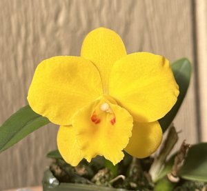 Cattleya Beaufort