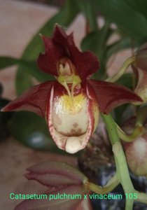 <i>Catasetum</i> vinaceum-pulchrum
