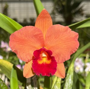 Rhyncholaeliocattleya Golden Circle