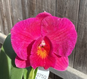 Cattleya Sacramento Jewel-Chili Sauce