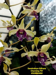 Dendrobium Edfrans Charming